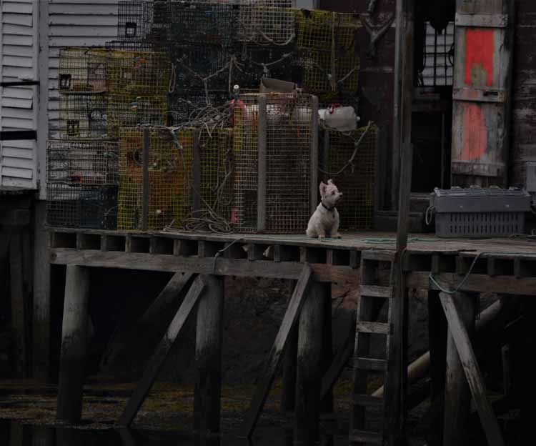 fishing hut with dog